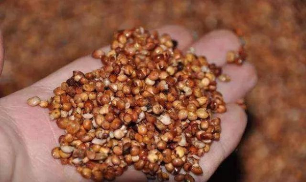 为什么发酵工艺会影响白酒口感？